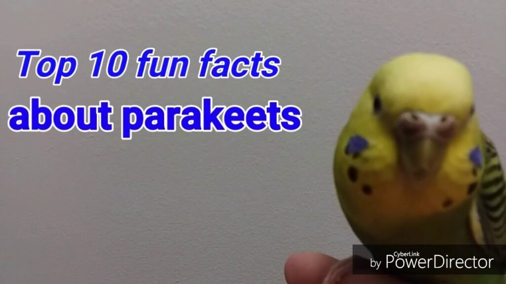 Cons and Limitations of Parakeet AI