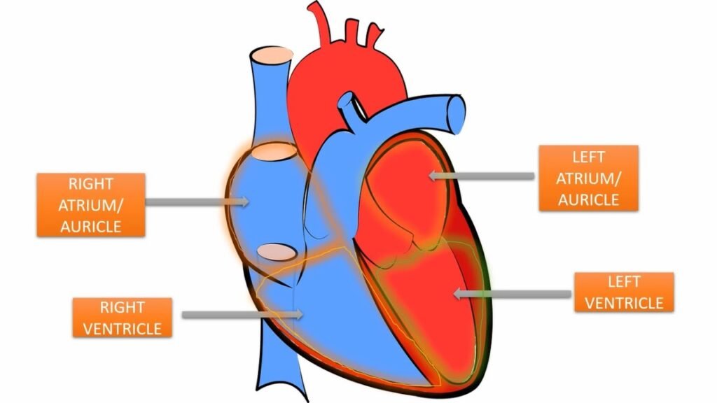 How the Heart System Works